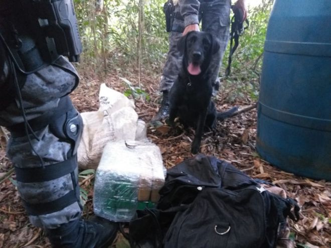 Após morte de traficante, cães acham droga