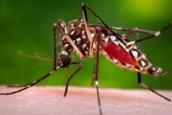 Aumento de Casos de Dengue assusta população