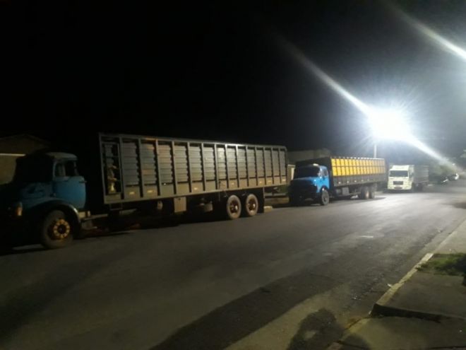 Três caminhões são apreendidos com gado furtado 
