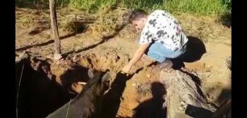 Anta é resgatada de dentro de fossa 