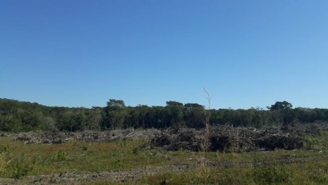 Foram derrubadas 53 árvores nativas