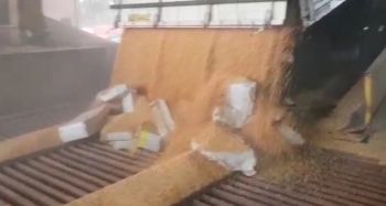 PRF apreende maconha em carga de milho