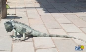 Iguana é encontrada em estacionamento de Coxim 