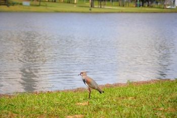 Parque das Na&ccedil;&otilde;es Ind&iacute;genas &eacute; fruto de inspira&ccedil;&atilde;o e contato com a natureza 