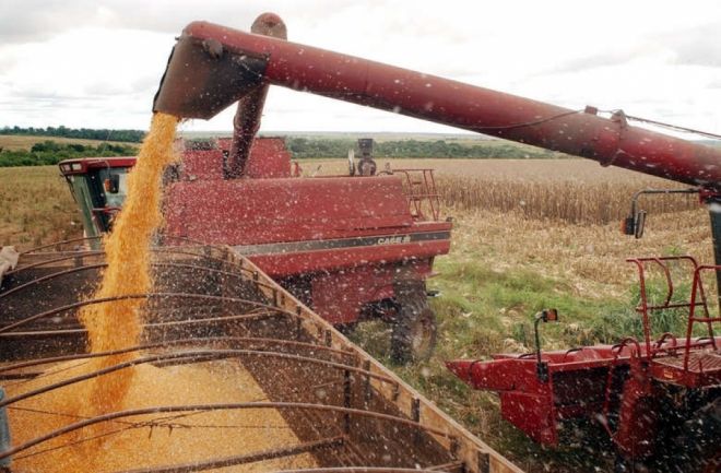 Agricultores ja colheram 90% da safra de milho