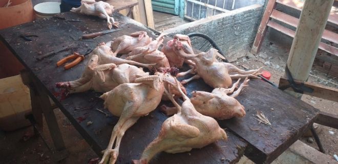 Polícia fecha abatedouro de aves no Lageado 