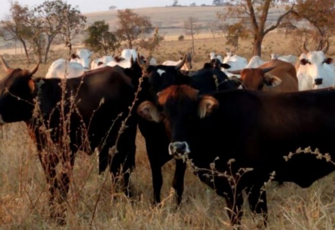 Homem é preso acusado de furtar 200 cabeças de gado 