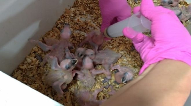PMA apreende 150 filhotes de papagaios, a quais estão aos cuidados do CRAS 