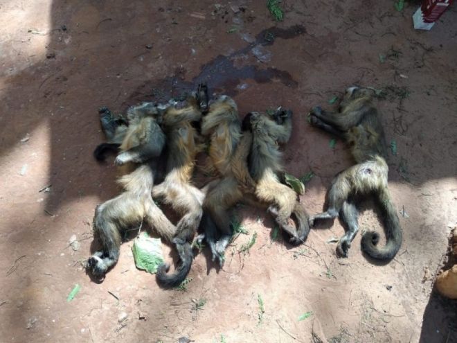 Macacos mortos 