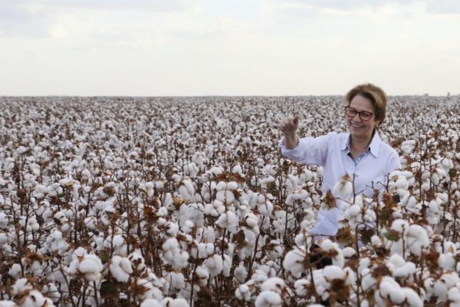 Se confirmado projeções: Brasil pode ter 15% nas exportações mundiais de algodão