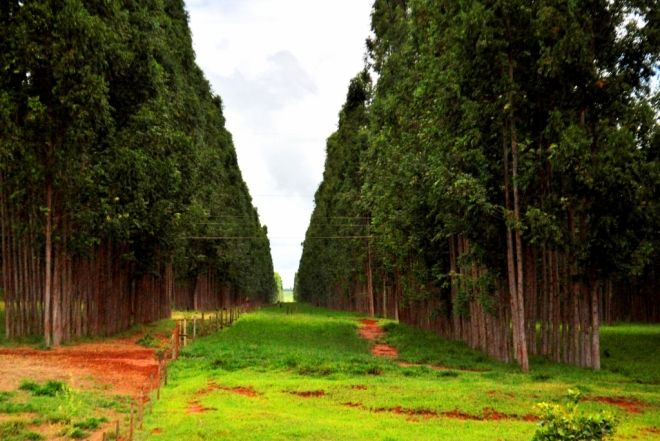 Censo Agropecuário detecta crescimento de 862% na floresta plantada em MS