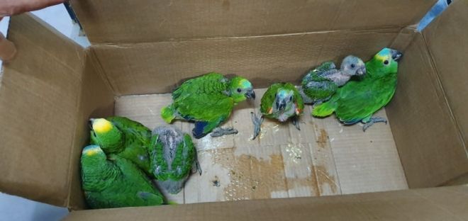 Traficantes de papagaio presos e multados em R$ 70 mil