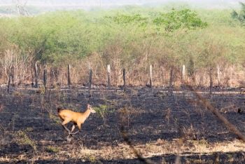Estado reforça combate às queimadas no Pantanal