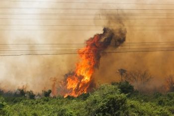 Estado reforça combate às queimadas no Pantanal