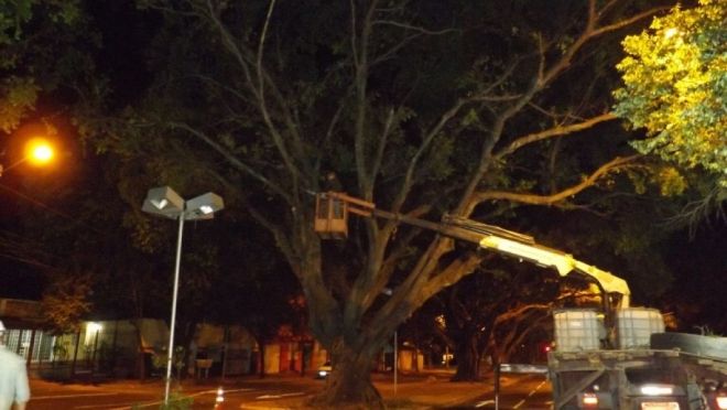 Árvores dos canteiros na Av. Mato Grosso e Afonso Pena recebem manutenção
