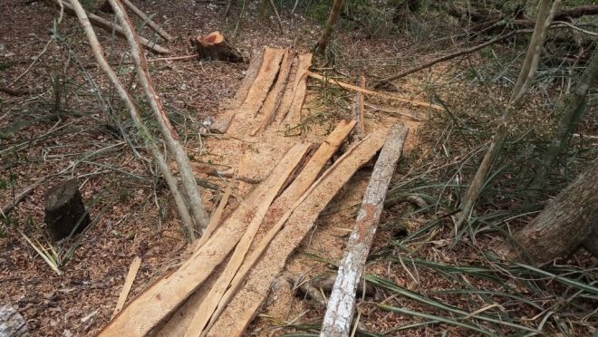 Mulher é multada em R$ 8,5 mil por derrubada de árvores