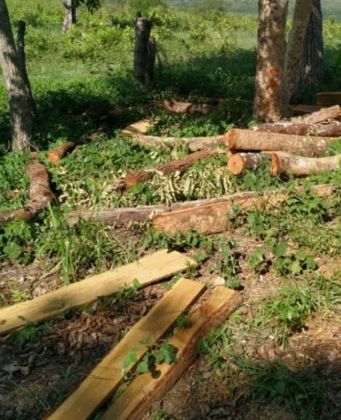 Polícia Ambiental autua campo-grandense por utilização de madeira ilegal