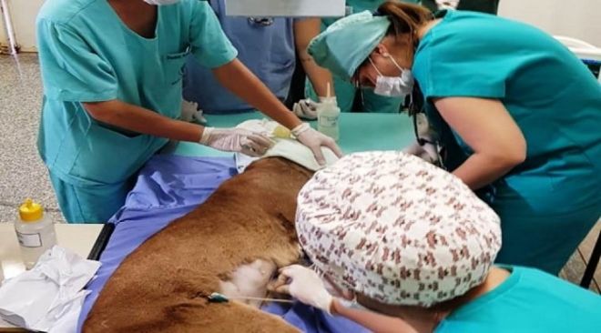 Em 2019 CRAS recebeu mais de 2 mil animais silvestres