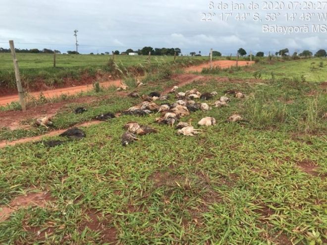 PMA encontra 100 aves mortas em área rural margeando estrada