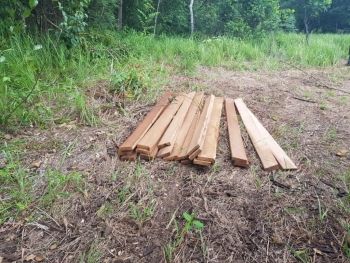 Cinco pessoas são multados e presas por exploração de madeira  