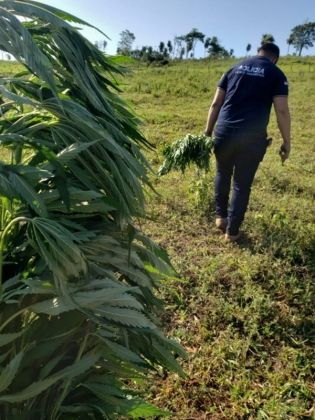Durante busca por fugitivos polícia destrói plantação de maconha 