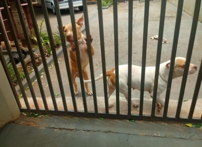 Polícia esclarece furto de filhotes em Nova Andradina 