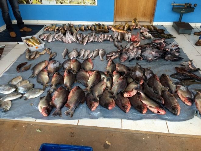 Comerciante é multado por vender peixe capturado na piracema 