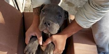 Após pai maltratar cachorro, menino deixa animal em abrigo 