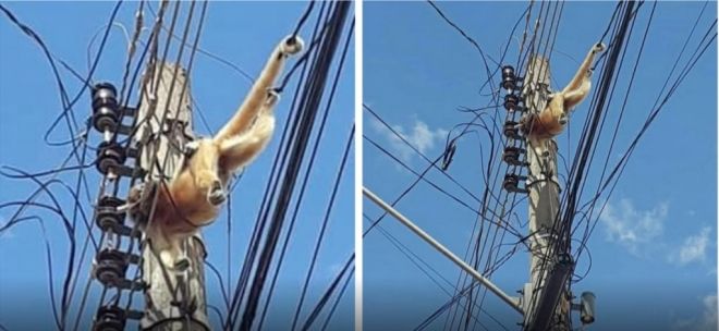 Macaco morre eletrocutado em poste de energia 