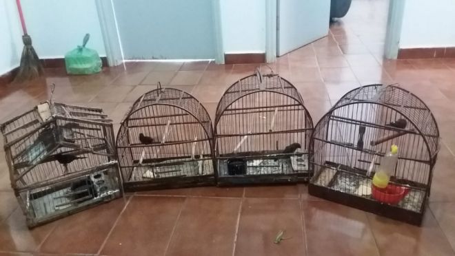 Com 10 aves silvestres em cativeiro homem é multado