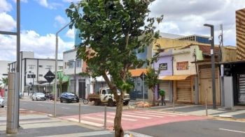 Rua 14 de Julho recebe árvores de erva mate em nova fase do paisagismo