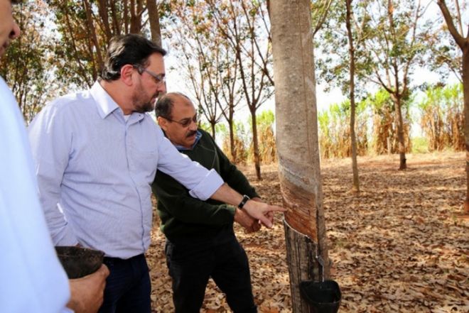 Produtores de MS recebem orientação sobre comercialização do látex