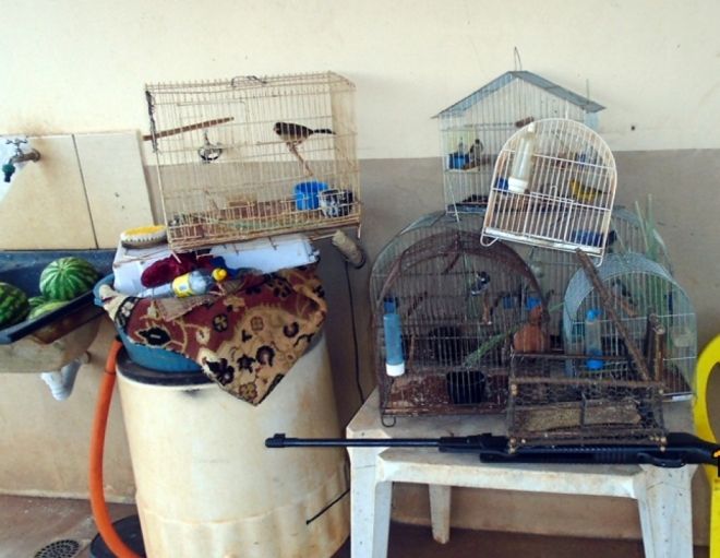 Homem é preso por manter pássaros silvestres em cativeiro