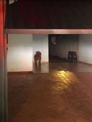 Pitbull escapa e ataca cachorro e menina em MS 