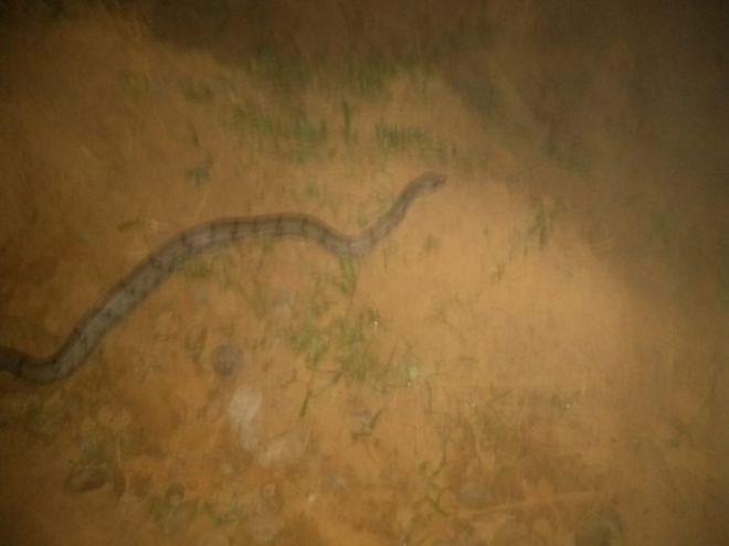 Jiboia é encontrada dentro de residência