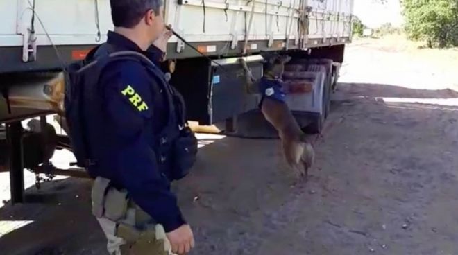 PRF apreende mais de 4 toneladas de maconha em Água Clara