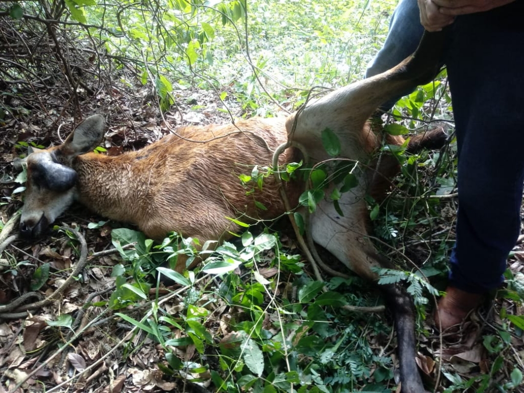 PMA e técnicos do CRAS capturam cervo-do-pantanal 
