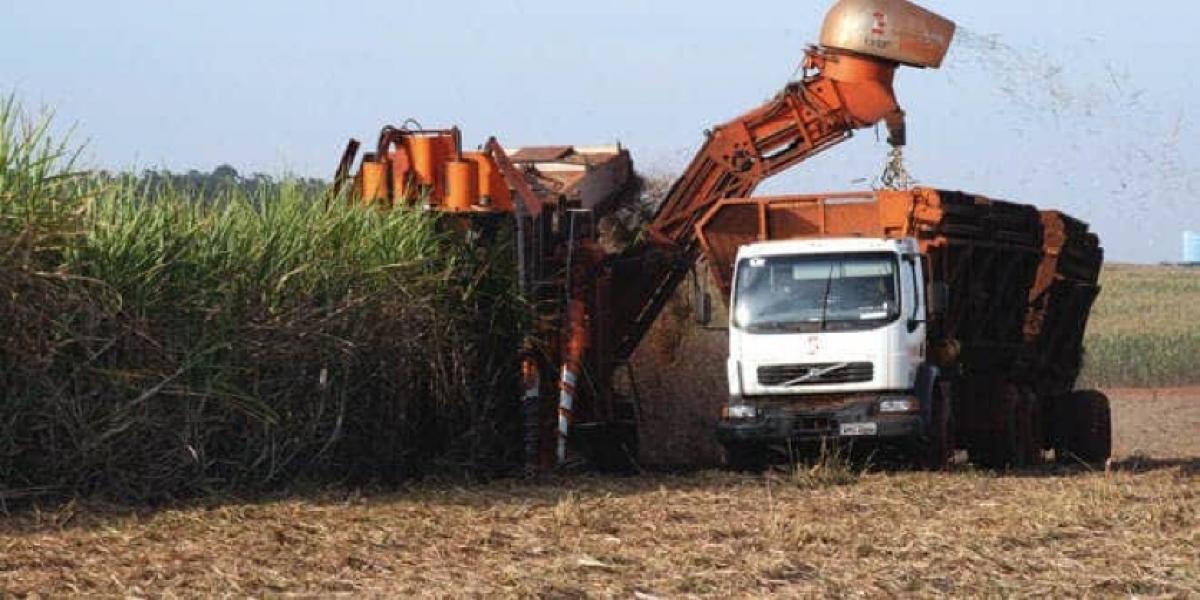 MS começa moagem de cana para produzir açúcar e etanol