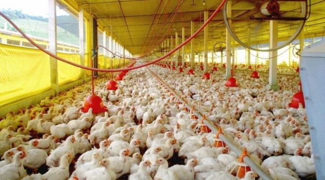Exportações de carne de aves disparam em MS no 1º semestre