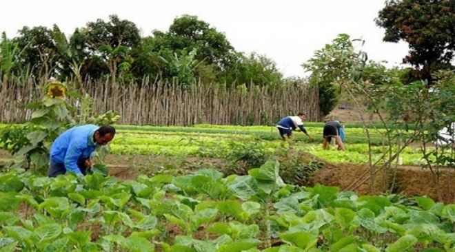 Governo MS garante R$ 188 milhões na Agricultura Familiar