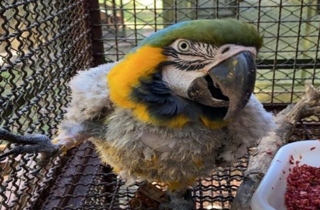 Arara que teve penas arrancadas já se alimento 