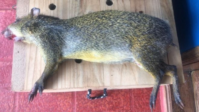 Cutia é atropelada no Parque dos Poderes 