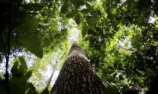 Brasileiros estão descontentes com preservação Amazônica