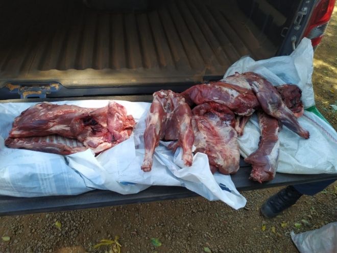 Caçador é multado em R$ 2, 4 mil abate de três porcos silvestres