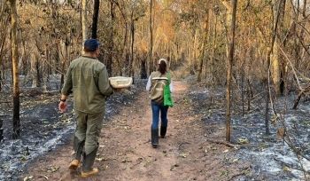 Força-tarefa investiga o número de animais mortos no Pantanal 