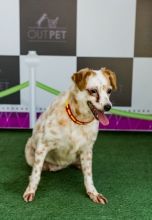 Animais podem ser adotados pela internet 