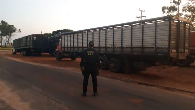 Fronteira: Caminhões com 120 bovinos são apreendidos 