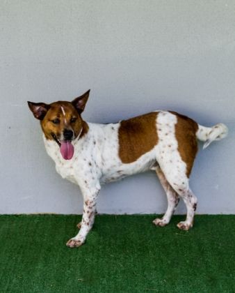 Live Pet fala sobre saúde e alimentação dos animais 