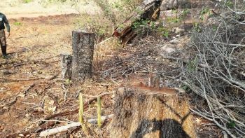 Empresa é multada em R$ 5 mil por exploração de madeira 