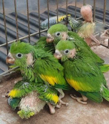 Polícia apreende seis filhotes de periquitos